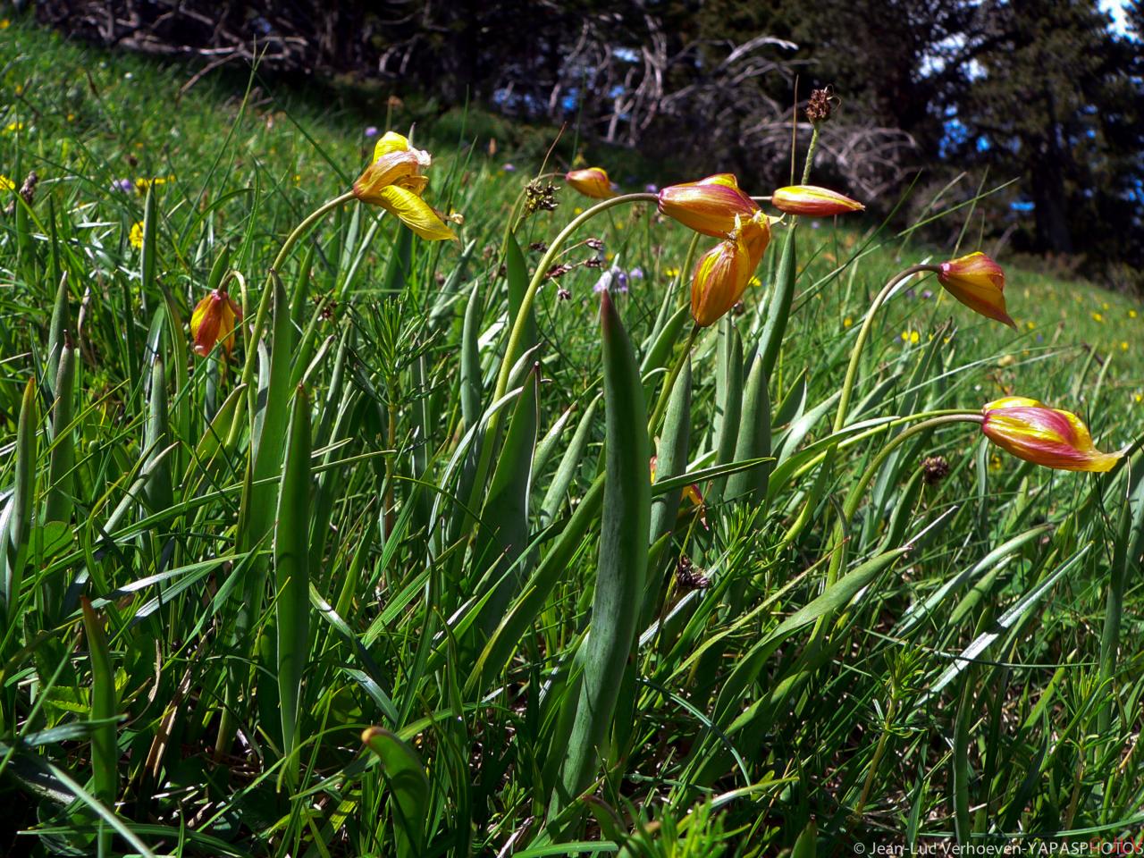 tulipes  sauvages