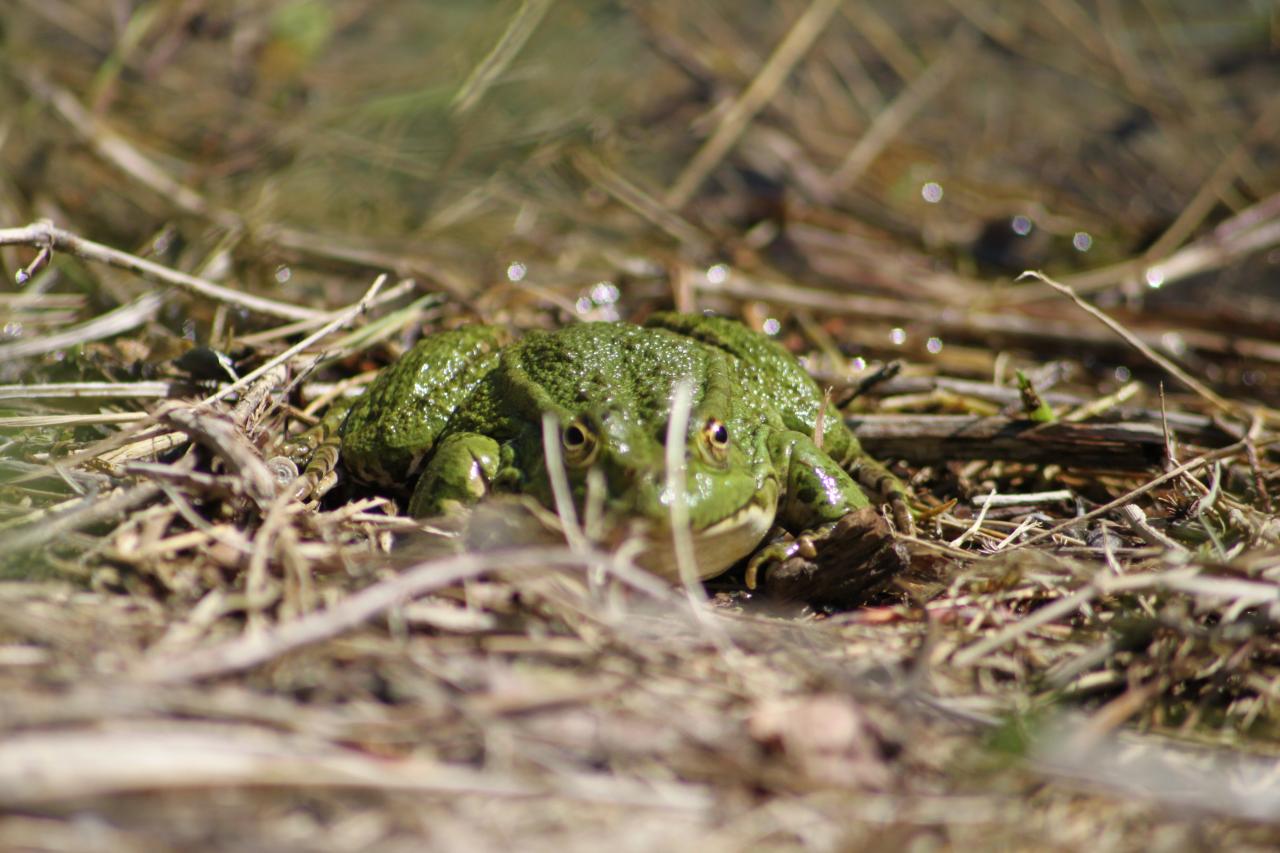 Un crocodile à Echevis