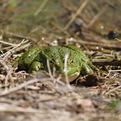 Un crocodile à Echevis