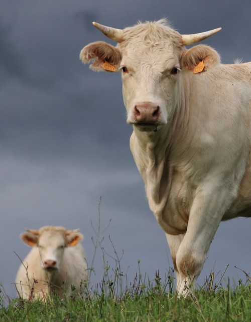 Vaches St Martin en Vercors