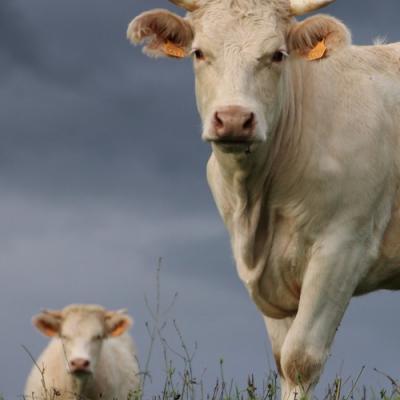 Vaches St Martin en Vercors