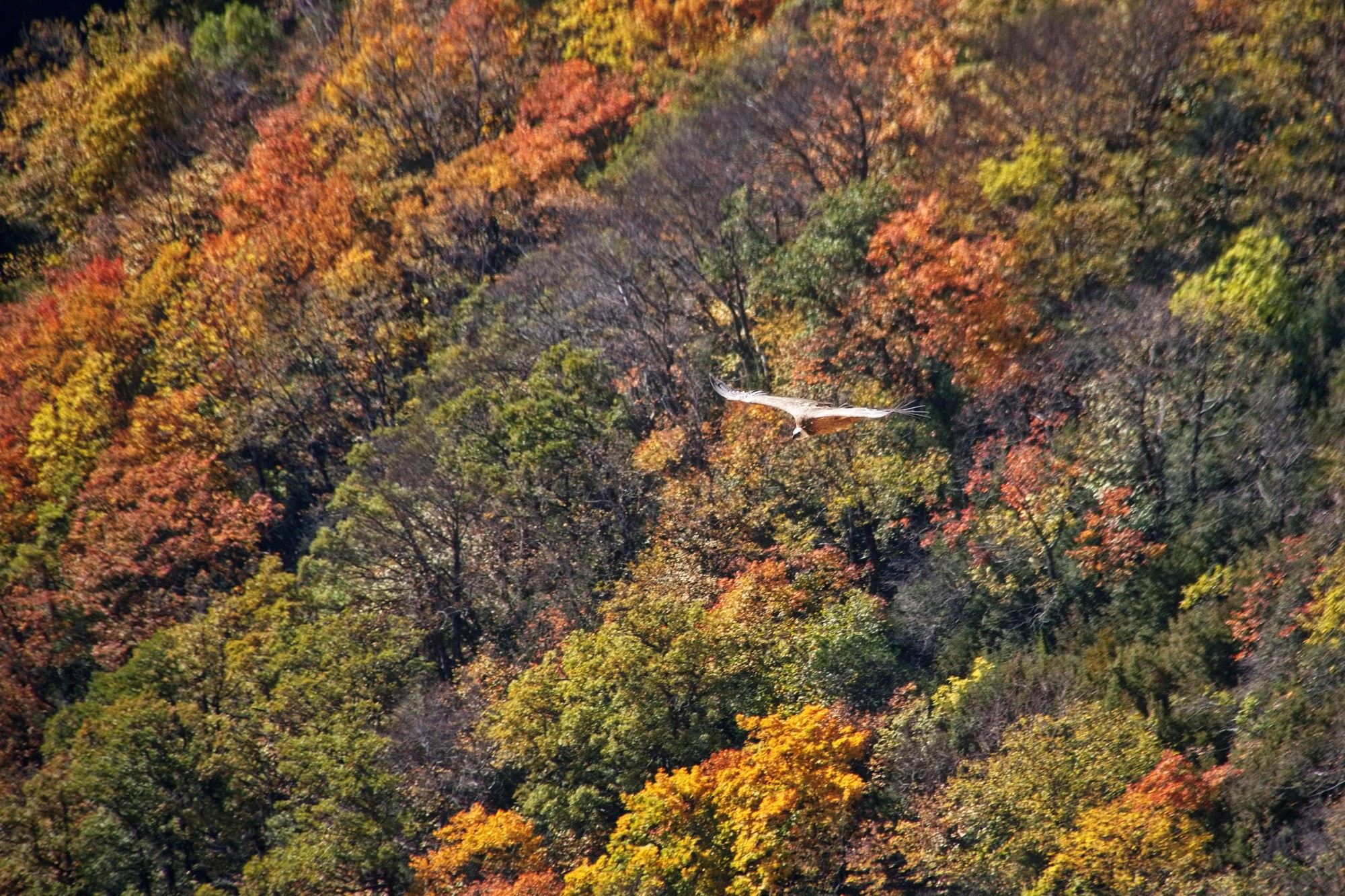 Vautour en vol par jean yves g