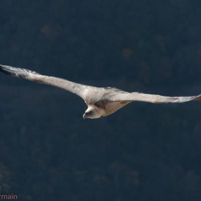 Vautour fin après midi 200 iso 200 mm 1-650 f-5.6