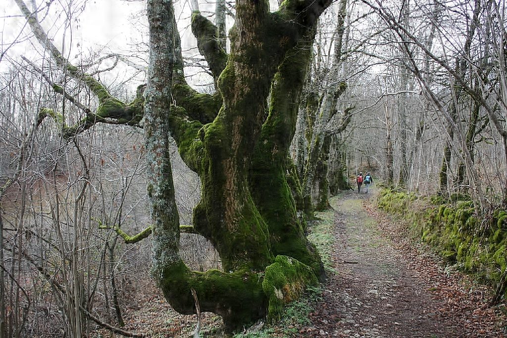 vers la goulandière