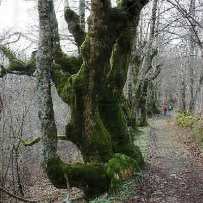 vers la goulandière