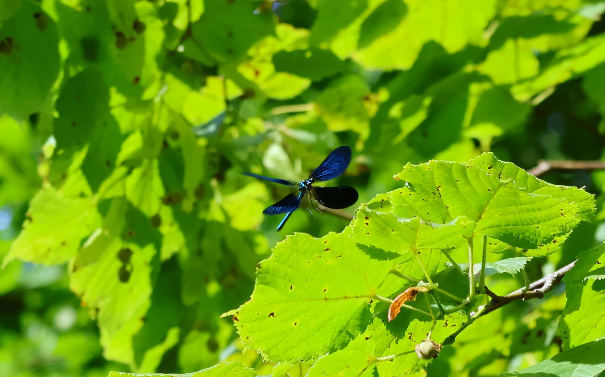 Yannisgx libellule en vol